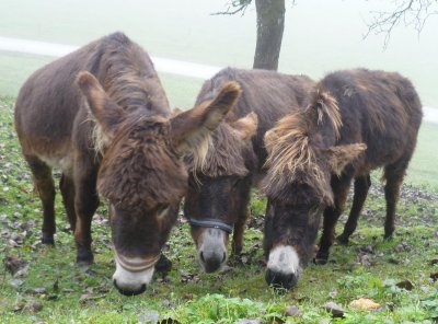 Unterkunft Baby und Kinderbauernhof Pernkopf, Sankt Pankraz